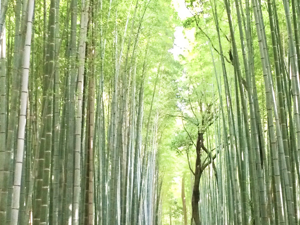 Japan Bamboo Forest