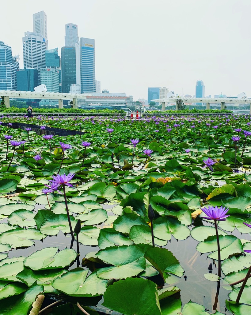 Singapore ArtScience Museum