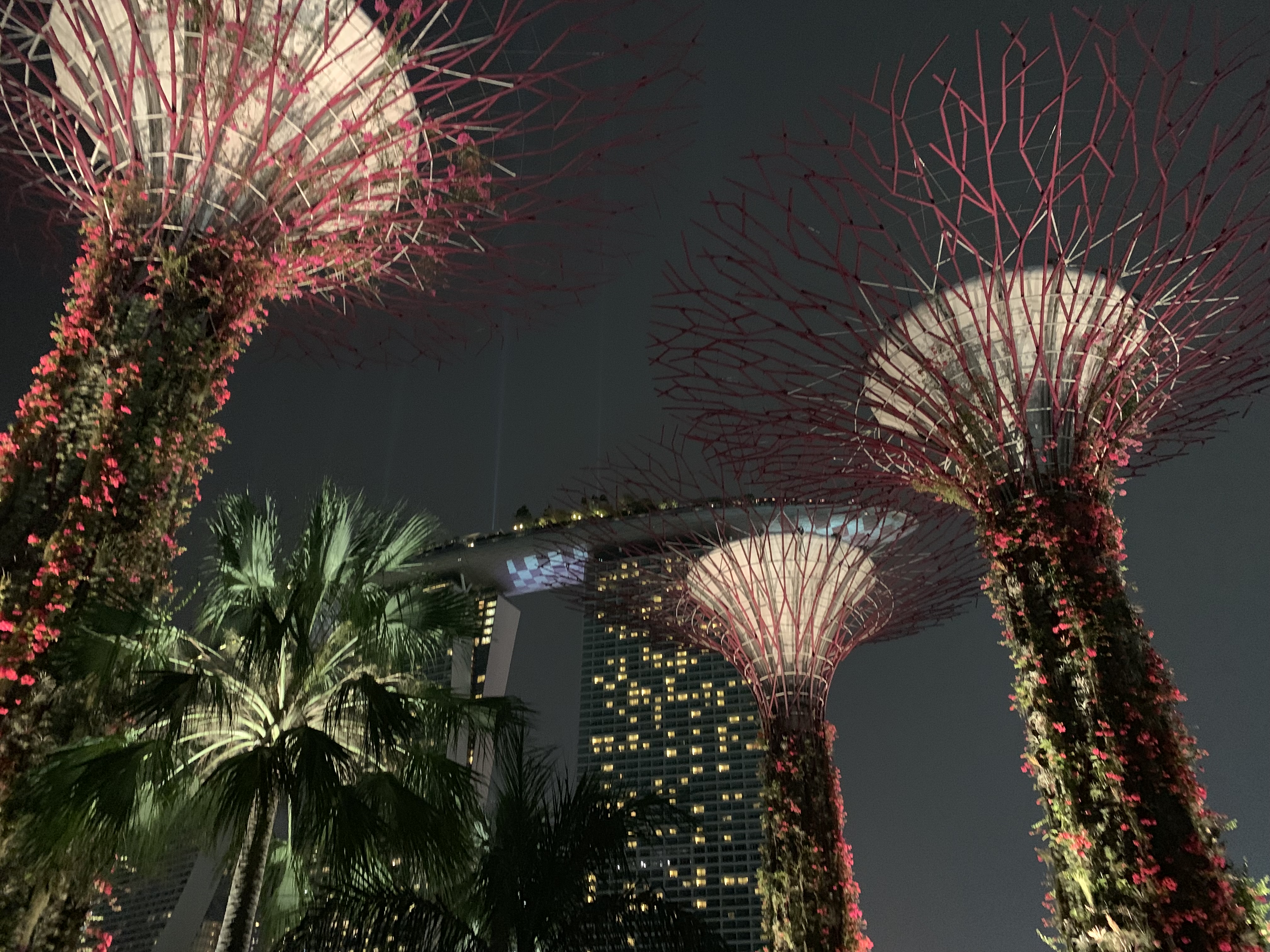 Gardens at the Bay - Supertree Grove at night 